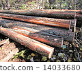 Carrying out wood 14033680