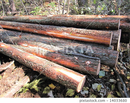 Carrying out wood Carrying out wood 14033680