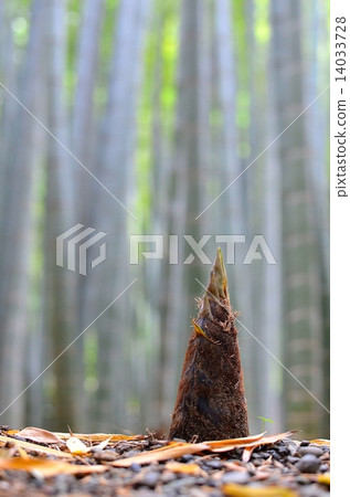 竹筍 竹筍 14033728