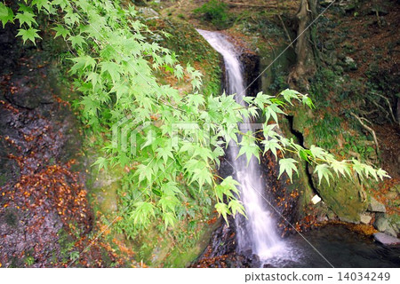 Shizuoka prefecture Izu Peninsula, a small waterfall runs down from the mountainside of a highland maple where bright green burns Shizuoka prefecture Izu Peninsula, a small waterfall runs down from the mountainside of a highland maple where bright green burns 14034249