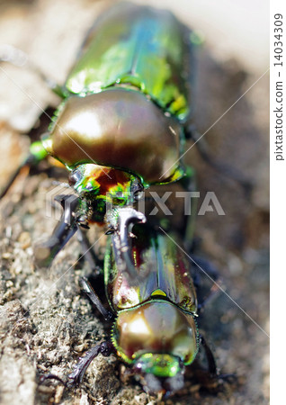 Nujiiro stag beetle 14034309