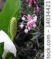 Rhododendron and Mizubasho 14034421
