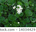 Iwa-ginkgo 14034429