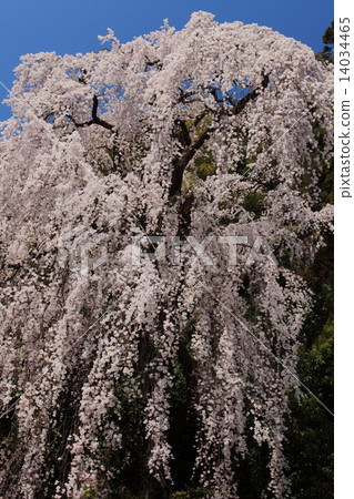 在Umejiwaji垂柳櫻花 14034465