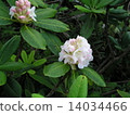 Hakusan rhododendron 14034466