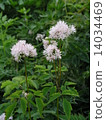 Larchaceous 14034469