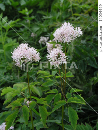 Larchaceous 14034469