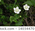 Umebachissau 14034470