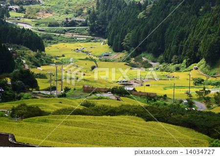 收穫前的水稻梯田 14034727