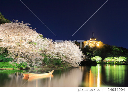 Cherry blossoms at Sansuien Garden 14034904