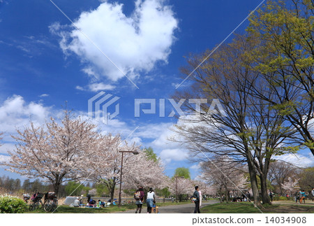 Cherry Blossoms at Temple Park 14034908