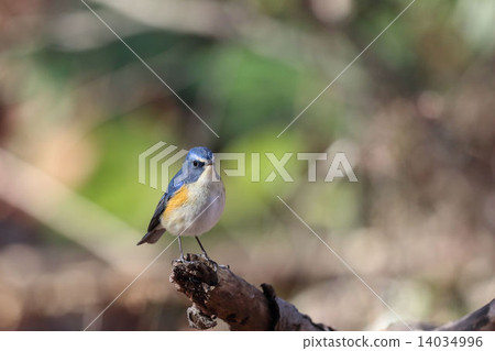 紅脅藍尾鴝 紅脅藍尾鴝 14034996