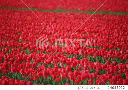 Tulip field 14035012