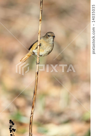 黃尾鴝 黃尾鴝 14035035