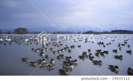 Ducks and swan lakes 14035312