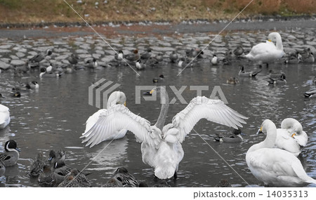 A young bird spreading feathers 14035313