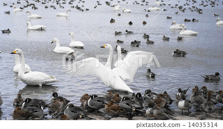 Adorable birds spreading feathers 14035314