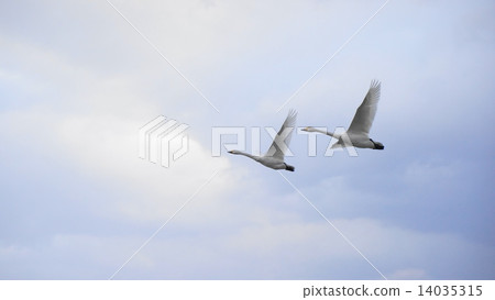 交配天鵝 14035315