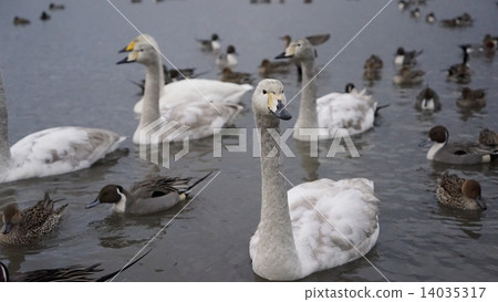 天鵝 14035317