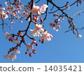 冷櫻桃樹 14035421