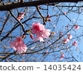 冷櫻桃樹 14035424
