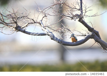 Kingfisher 14035461