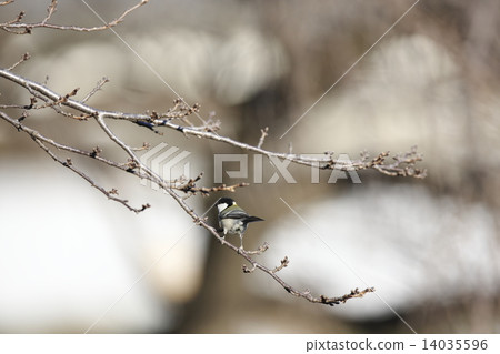 Great tit 14035596
