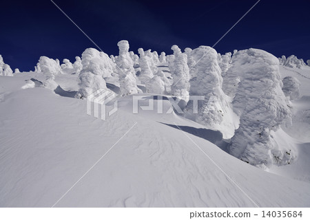 Rice of Nisatsugumama 14035684