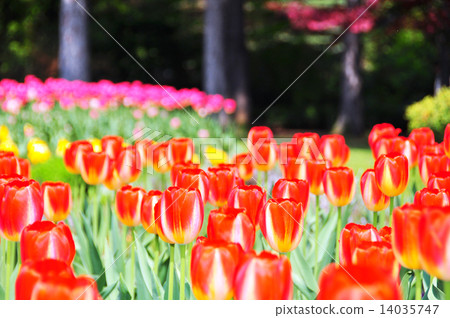 Tulip field Tulip field 14035747