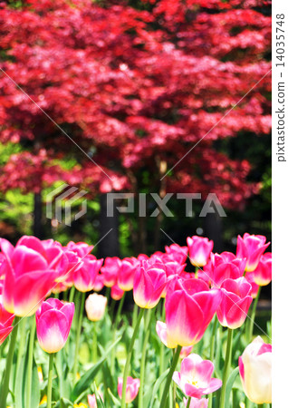 鬱金香領域 鬱金香領域 14035748