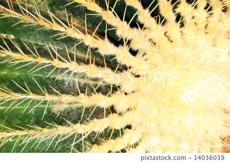Cactus Cactus 14036039