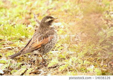 Thrush 14036126