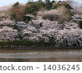櫻花在橫濱鶴見Mitsuki公園 14036245