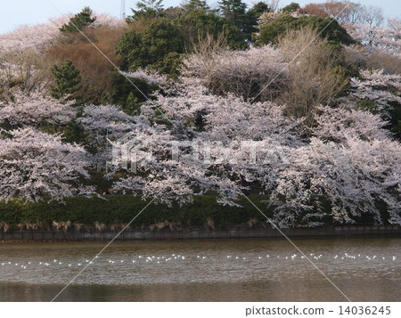 櫻花在橫濱鶴見Mitsuki公園 櫻花在橫濱鶴見Mitsuki公園 14036245