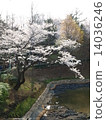 櫻花在橫濱鶴見Mitsuki公園 14036246