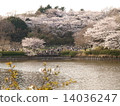 櫻花在橫濱鶴見Mitsuki公園 14036247