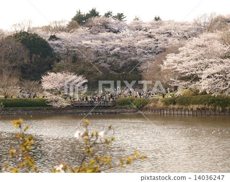 Cherry blossoms at Yokohama Tsurumi Mitsuki Park Cherry blossoms at Yokohama Tsurumi Mitsuki Park 14036247