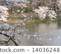 櫻花在橫濱鶴見Mitsuki公園 14036248
