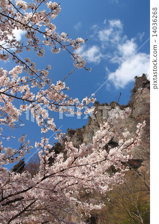櫻花和Myogi山腳 14036268
