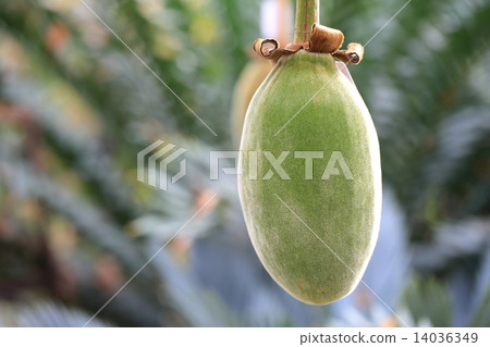 African baobab fruit 14036349