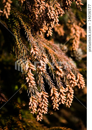 图库照片: 杉木花粉 花粉 日本柳杉