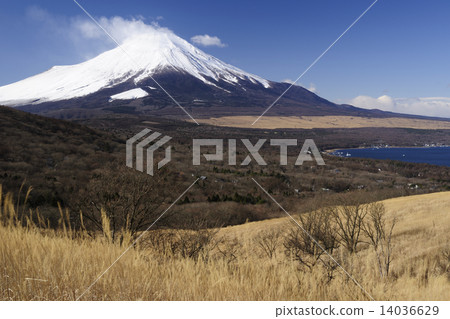[Yamanashi Prefecture Yamanakako Village] Kareno and Mt. Fuji 14036629