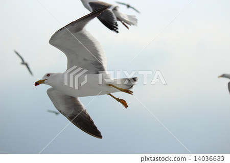 flying. 14036683
