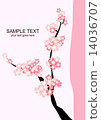 Cherry Blossoms	 14036707