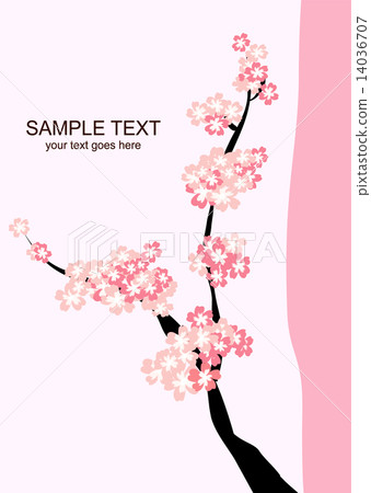 Cherry Blossoms Cherry Blossoms 14036707