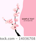 Cherry Blossoms	 14036708