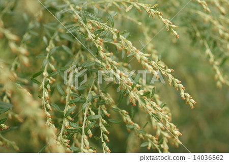 艾蒿豬肉肋骨年糕 14036862