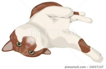 Rolling tea white cat 14037137