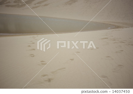 Tottori sand dunes Tottori sand dunes 14037450