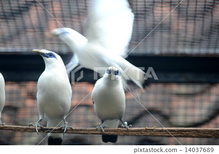Bali Starling Indonesia Bali Starling Indonesia 14037689